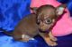 Chihuahua Puppies for sale in Ann Arbor, MI, USA. price: NA