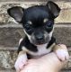 Chihuahua Puppies for sale in F1B Atlantic Blvd, Jacksonville, FL 32224, USA. price: NA