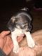Chihuahua Puppies for sale in Detroit, MI, USA. price: $300