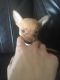 Chihuahua Puppies for sale in Sterling Heights, MI, USA. price: NA