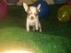 Chihuahua Puppies for sale in Wittmann, AZ 85361, USA. price: NA