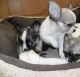 Chihuahua Puppies for sale in Los Andes St, Lake Forest, CA 92630, USA. price: $300