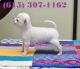 Chihuahua Puppies for sale in Columbia, SC 29201, USA. price: NA