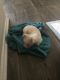 Chihuahua Puppies for sale in Irving, TX, USA. price: NA