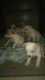 Chihuahua Puppies for sale in Pikeville, NC 27863, USA. price: NA