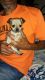Chihuahua Puppies for sale in Thomasville, NC 27360, USA. price: NA