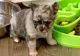 Chihuahua Puppies for sale in Salem, OR, USA. price: NA