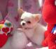 Chihuahua Puppies for sale in White River Junction, Hartford, VT, USA. price: $500