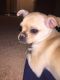 Chihuahua Puppies for sale in Dumfries, VA, USA. price: $500