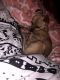 Chihuahua Puppies for sale in Elmwood Park, NJ, USA. price: NA