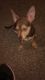 Chihuahua Puppies for sale in Arlington, TX, USA. price: NA