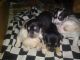 Chihuahua Puppies for sale in Kalamazoo, MI, USA. price: NA