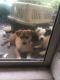 Chihuahua Puppies for sale in 4354 Northwest 9th Avenue, Pompano Beach, FL 33064, USA. price: NA