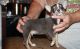 Chihuahua Puppies for sale in Renton, WA, USA. price: $400