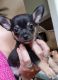 Chihuahua Puppies for sale in Arlington, WA, USA. price: NA