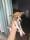 Chihuahua Puppies for sale in Austin, TX, USA. price: NA