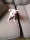 Chihuahua Puppies for sale in Maricopa, AZ, USA. price: $75