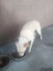 Chihuahua Puppies for sale in Apple Valley, CA, USA. price: NA