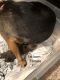 Chihuahua Puppies for sale in Warrensburg, MO 64093, USA. price: NA