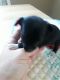 Chihuahua Puppies for sale in Avondale, AZ, USA. price: NA