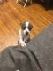Chihuahua Puppies for sale in Queens, NY, USA. price: $275