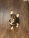 Chihuahua Puppies for sale in Cary, NC, USA. price: $700