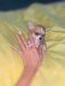 Chihuahua Puppies for sale in Fresno, CA 93720, USA. price: $550