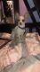 Chihuahua Puppies for sale in North Hollywood, CA 91605, USA. price: $100