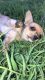 Chihuahua Puppies for sale in Mayer, AZ 86333, USA. price: NA
