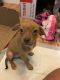 Chihuahua Puppies for sale in Suisun City, CA, USA. price: $250