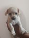 Chihuahua Puppies for sale in Port Richey, FL, USA. price: $400