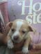 Chihuahua Puppies for sale in 15740 Old Houston Rd, Conroe, TX 77302, USA. price: NA
