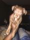 Chihuahua Puppies for sale in East Orange, NJ, USA. price: NA