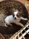 Chihuahua Puppies for sale in Cedar Creek, TX, USA. price: NA