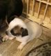Chihuahua Puppies for sale in Cedar Creek, TX, USA. price: $600