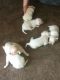Chihuahua Puppies for sale in 8307 Royal Sand Cir, Tampa, FL 33615, USA. price: NA