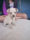 Chihuahua Puppies for sale in Sylmar, Los Angeles, CA, USA. price: $100