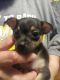 Chihuahua Puppies for sale in Uniontown, PA 15401, USA. price: NA