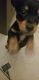 Chihuahua Puppies for sale in North Wilkesboro, NC 28659, USA. price: NA
