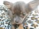 Chihuahua Puppies for sale in Clarence Center, NY, USA. price: NA