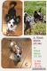 Chihuahua Puppies for sale in Summerville, SC, USA. price: NA
