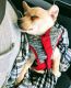 Chihuahua Puppies for sale in Hopatcong, NJ, USA. price: NA