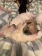 Chihuahua Puppies for sale in Davenport, IA, USA. price: NA