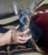 Chihuahua Puppies for sale in Shelby County, IN, USA. price: NA