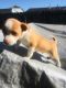 Chihuahua Puppies for sale in Pittsburg, CA, USA. price: NA