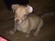 Chihuahua Puppies for sale in 5601 W McDowell Rd, Phoenix, AZ 85035, USA. price: NA