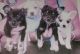 Chihuahua Puppies for sale in Youngsville, NC 27596, USA. price: NA