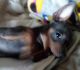 Chihuahua Puppies for sale in Shelby County, IN, USA. price: NA
