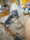 Chihuahua Puppies for sale in Uniontown, PA 15401, USA. price: NA