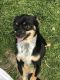 Chihuahua Puppies for sale in White Oak, PA, USA. price: NA